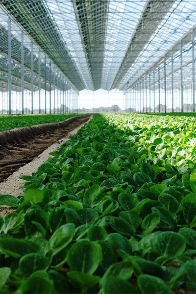 Greenhouse Production